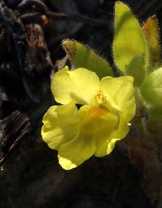 Image of <i>Mohavea breviflora</i>