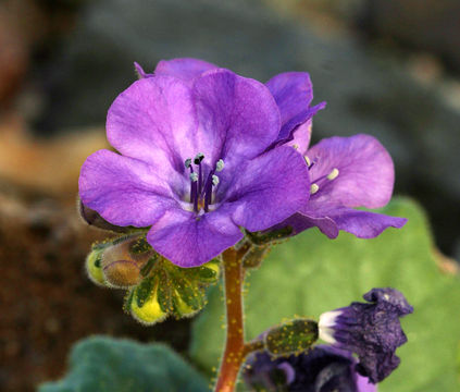 Image of calthaleaf phacelia