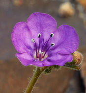 Phacelia calthifolia Brand resmi