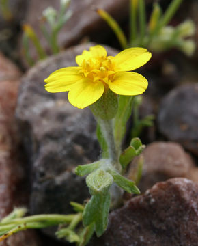 Image of yellowray Fremont's-gold