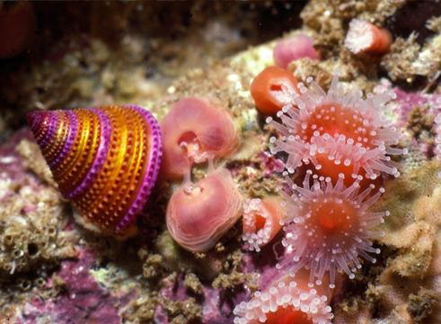 Image of Strawberry anemones