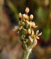 Image of blond plantain