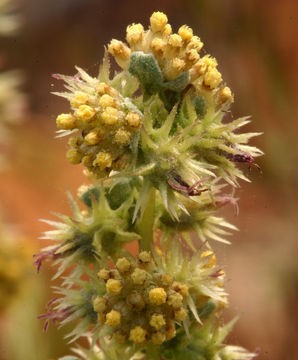 Ambrosia dumosa (A. Gray) Payne的圖片