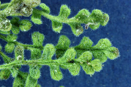 Image of Fremont's phacelia