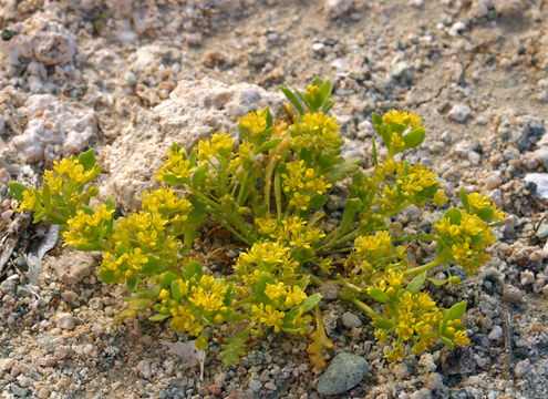 Imagem de Lepidium flavum Torr.