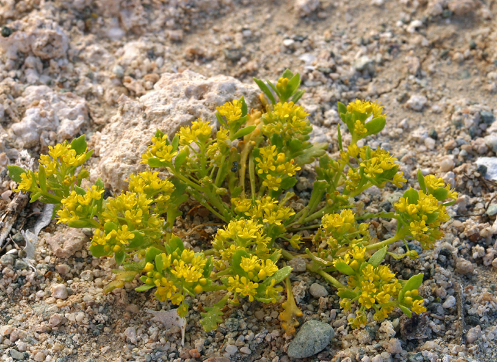 Image of yellow pepperweed