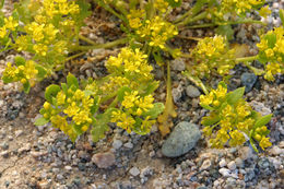 Image of yellow pepperweed