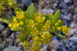 Image of yellow pepperweed