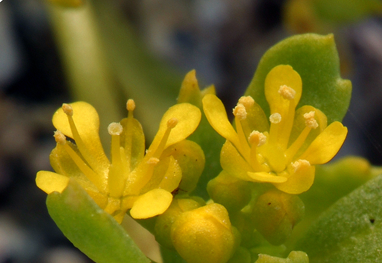 Imagem de Lepidium flavum Torr.