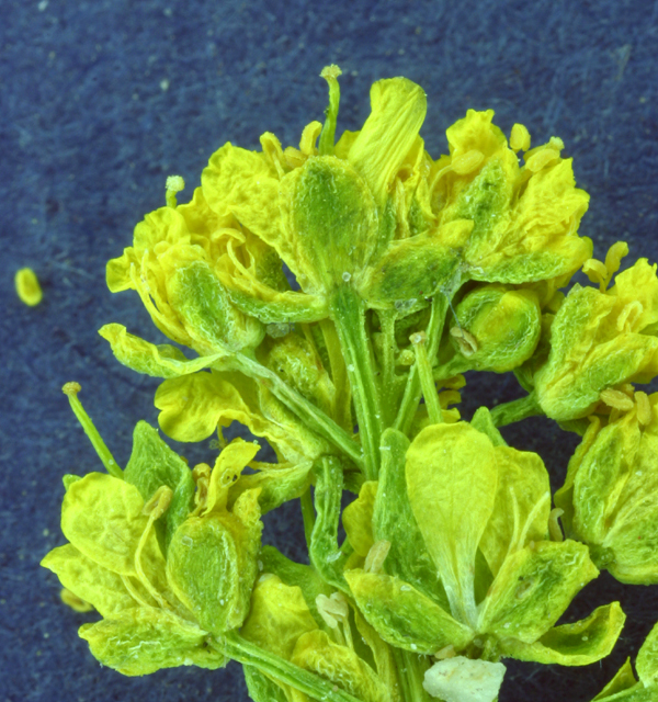 Imagem de Lepidium flavum Torr.