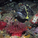 Image of Black-and-yellow rockfish