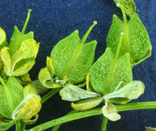 Image of yellow pepperweed