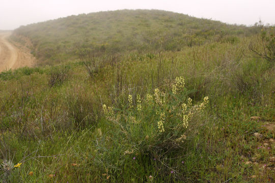 Sivun Astragalus lentiginosus var. nigricalycis M. E. Jones kuva