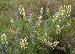 Astragalus lentiginosus var. nigricalycis M. E. Jones的圖片