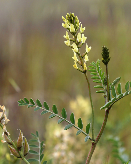 Sivun Astragalus lentiginosus var. nigricalycis M. E. Jones kuva