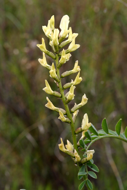 Astragalus lentiginosus var. nigricalycis M. E. Jones的圖片