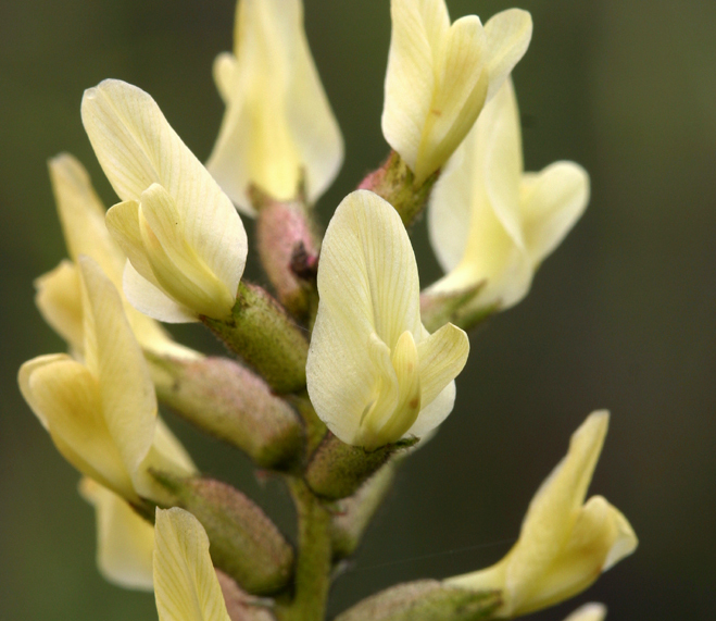 Astragalus lentiginosus var. nigricalycis M. E. Jones的圖片