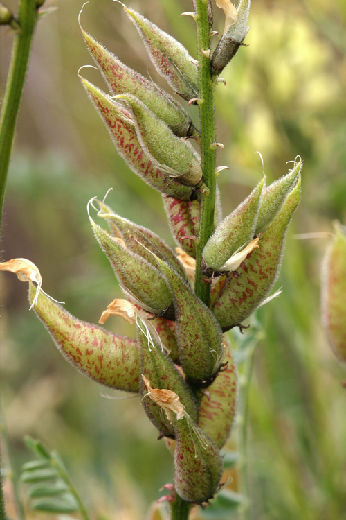 Astragalus lentiginosus var. nigricalycis M. E. Jones的圖片