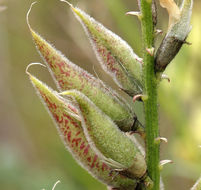 Astragalus lentiginosus var. nigricalycis M. E. Jones的圖片