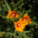 Image of San Joaquin blazingstar