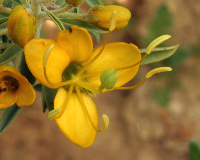 Image of <i>Peritoma arborea</i>