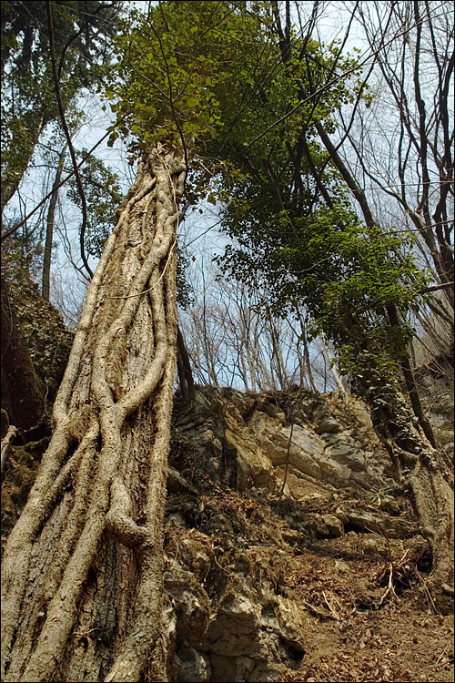 Imagem de Hedera helix L.