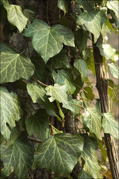 Image of English ivy