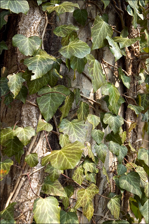 Imagem de Hedera helix L.