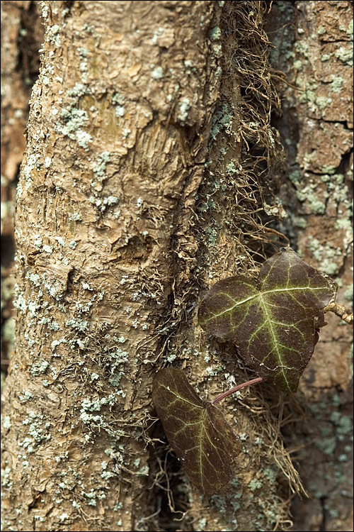 Image de lierre