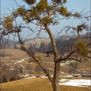 Image of European mistletoe