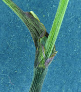 Image of Gray's licorice-root