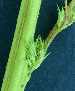 Image of Powell's amaranth