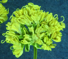 Image of turkey pea