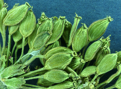 Image of fernleaf biscuitroot