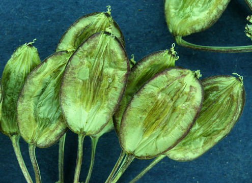 Image of fernleaf biscuitroot