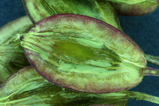 Image of fernleaf biscuitroot