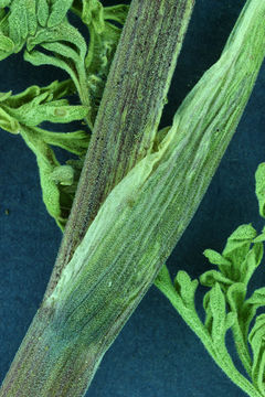 Image of fernleaf biscuitroot