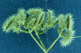 Image of spreading hedgeparsley