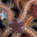 Image of Western Spiny Brittle Star