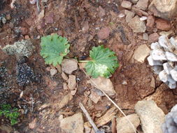 Image of island jepsonia