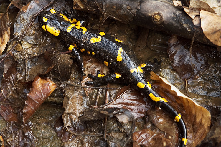 Image de salamandre tachetée