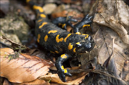 Image de salamandre tachetée