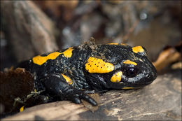 Image of Common Fire Salamander