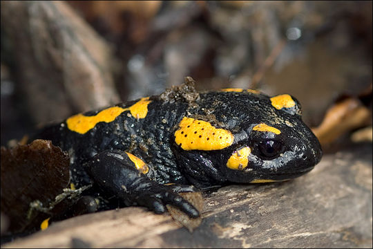 Image de salamandre tachetée