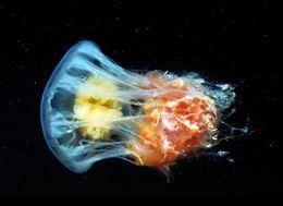 Image of Fried egg jellyfish