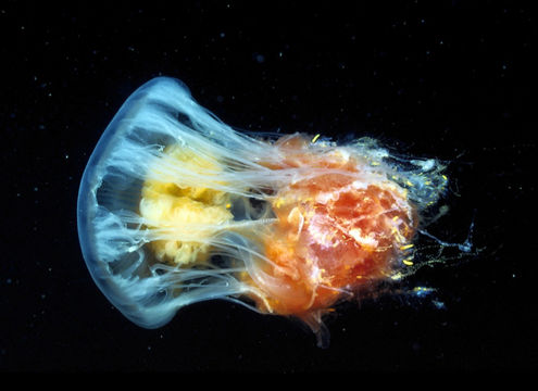 Image of Fried egg jellyfish