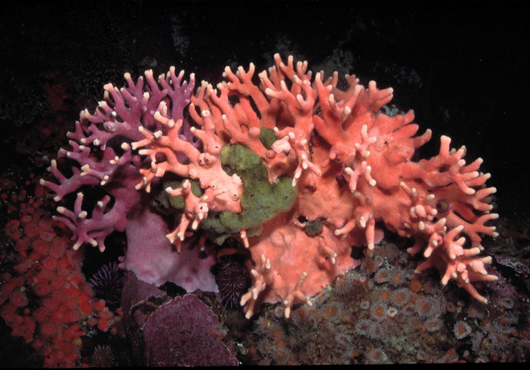 Image of California hydrocoral