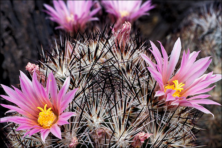 Image of <i>Coryphantha alversonii</i>