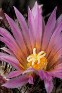 Image of <i>Coryphantha alversonii</i>