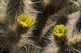 Image of teddybear cholla